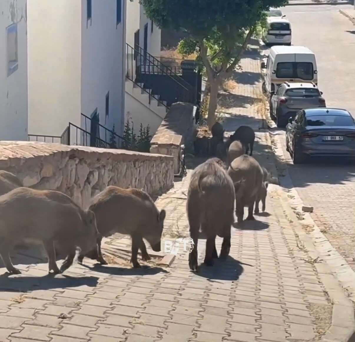 Bodrum’da Şehir Merkezinde Domuz Sürüsü Görüntülendi 1